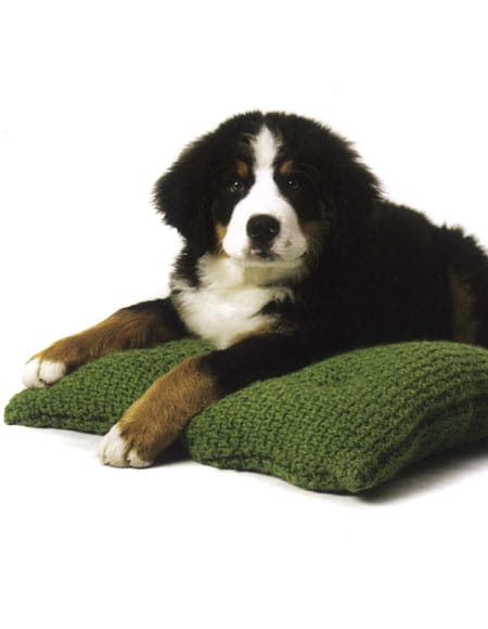 A dog laying on a knitted pillow