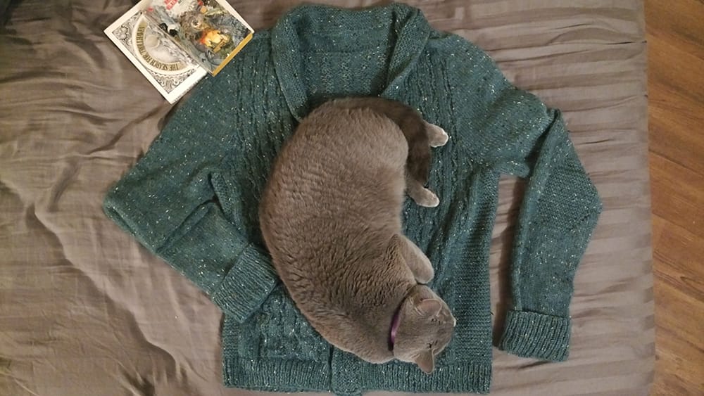 Cat on Sweater