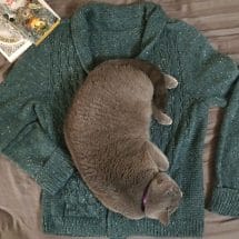 Cat on Sweater