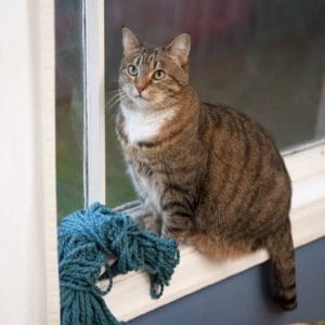 Biggo Yarn - knitpicks.com