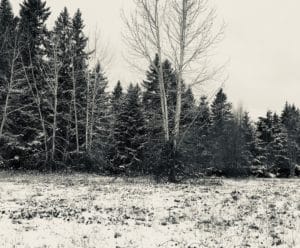 Snowy winter trees