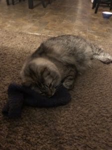 Knit Picks staff cat Gus