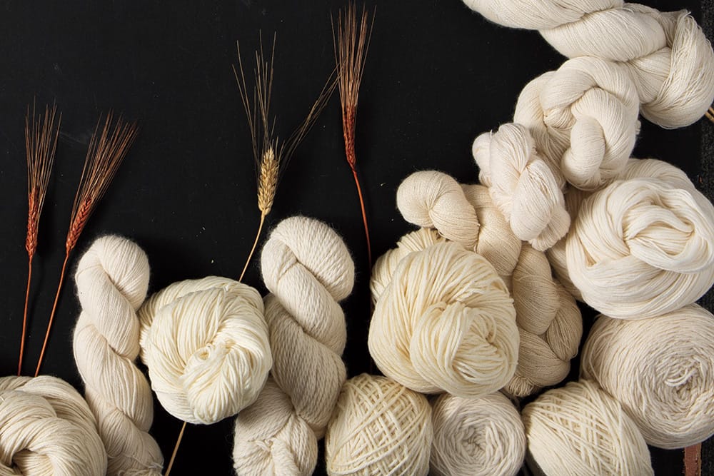 A pile of undyed yarn in hanks, skeins, and balls artfully arranged with some stalks of wheat