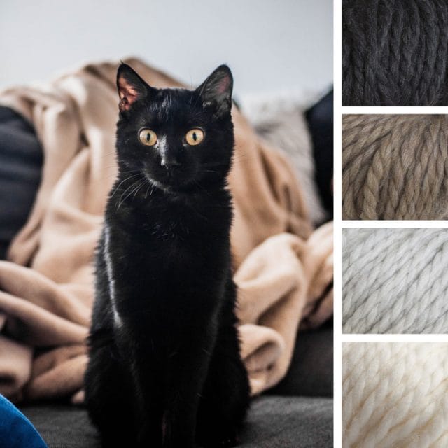 A neutral autumn color palette: To the left, the inspiration photo consists of a black cat with gold eyes in front of a tan blanket. To the right, four yarn swatches from Biggo yarn in the following colors: black-gray, tan, very light gray, and cream.