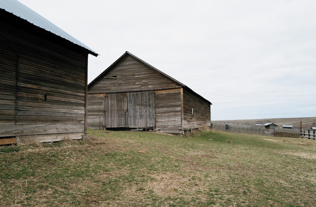 Shaniko sheep ranch