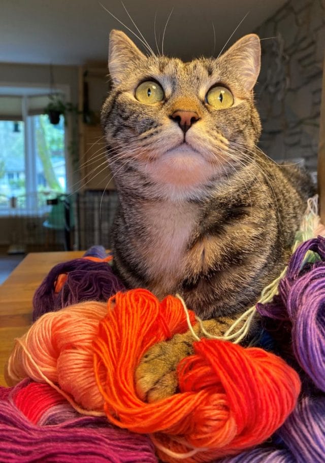 a tabby cat with giant green eyes playing in a pile of yarn