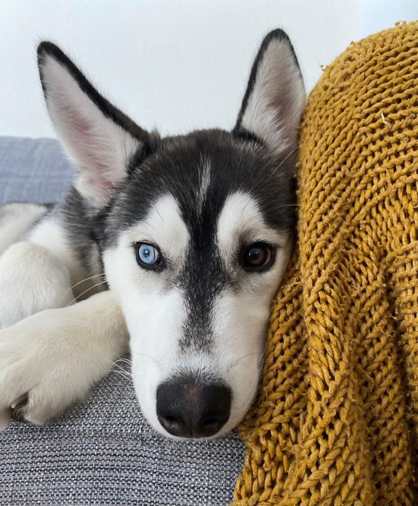 A husky dog face leaning against a knitted blanket
