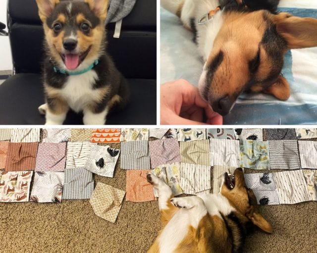 A corgi with a smile, a hand petting a corgi, and a corgi laying on a pile of quilt blocks laid on the ground