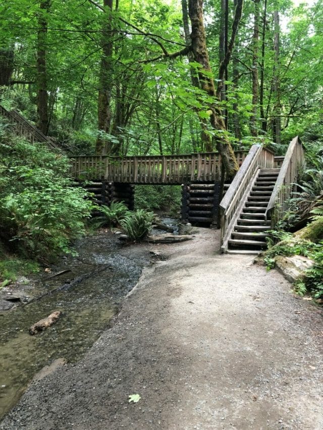 Wooden stairs and a board walk create a trail through the woods.