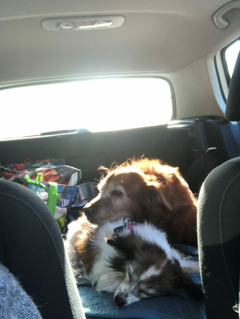 A large ginger dog and a small fluffy dog are curled up together, sleeping in the back seat of a car.