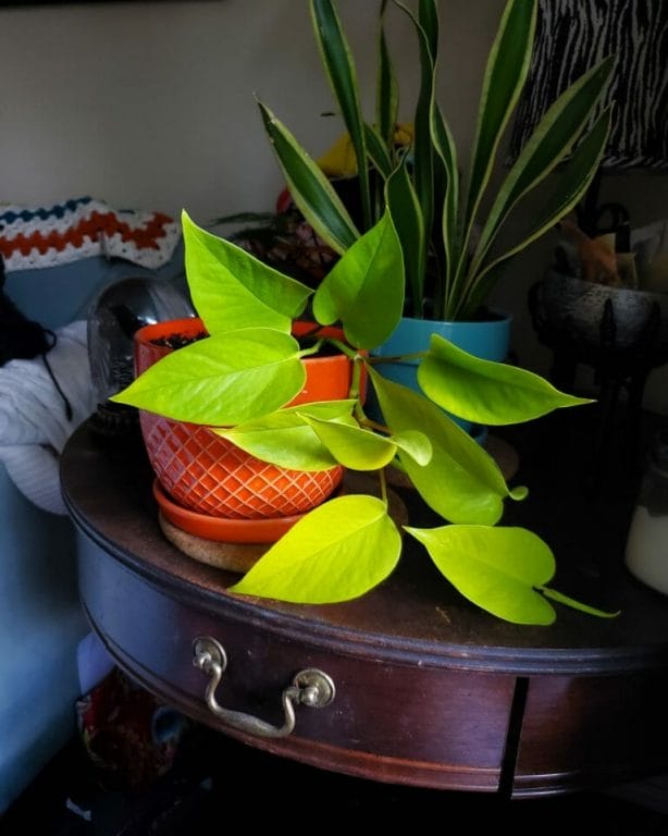 A Neon Pothos plant in a bright orange pot sits on an antique side table. A snake plant is directly behind it. 
