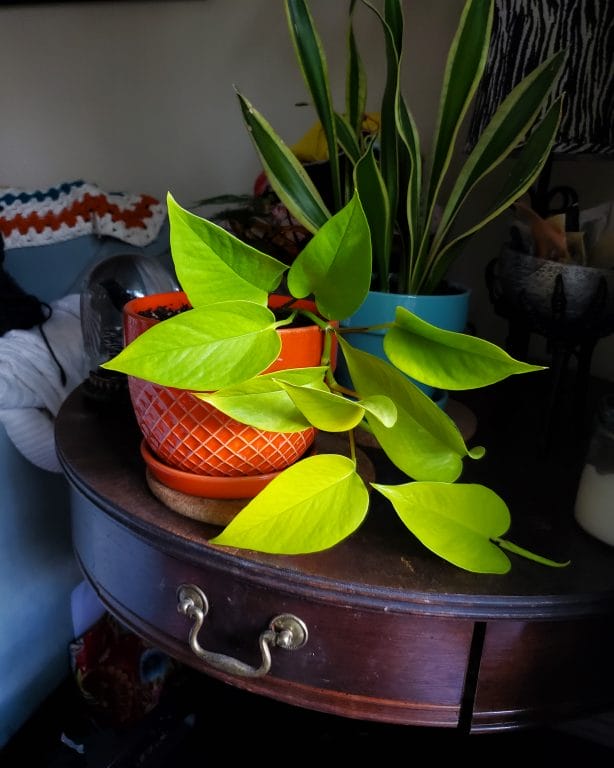 A Neon Pothos plant in a bright orange pot sits on an antique side table. A snake plant is directly behind it.