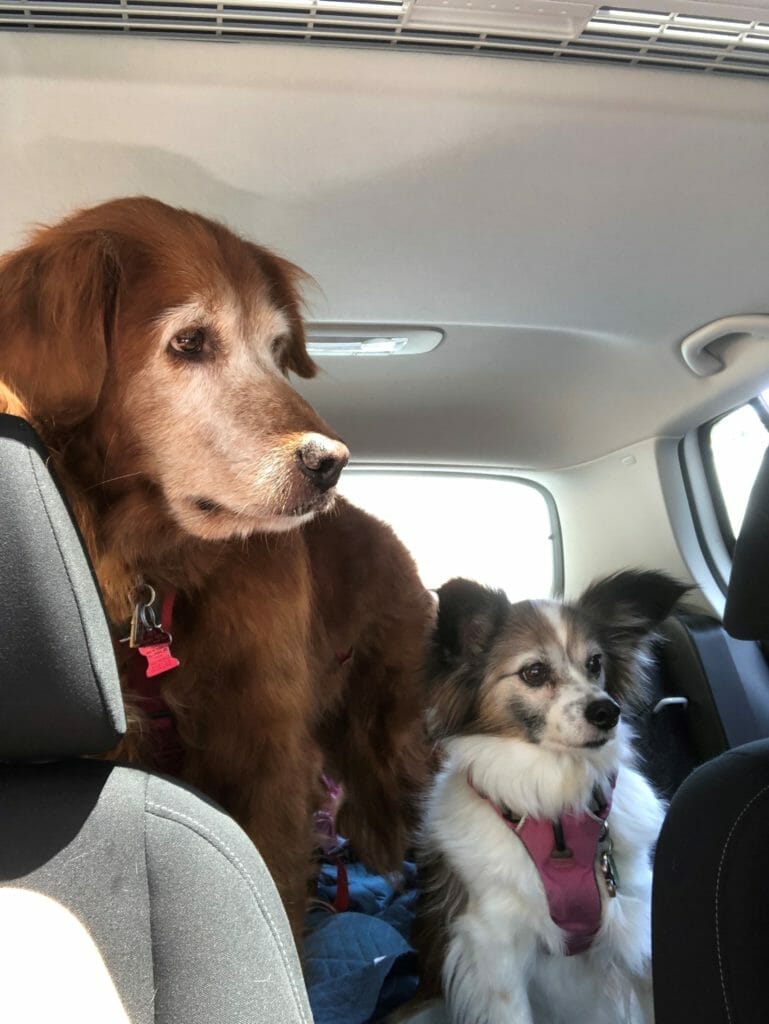 A large ginger dog and a small fluffy dog wait excitedly in the back seat of a car.