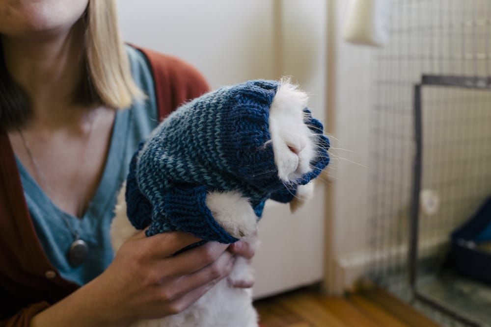 sweater rabbit